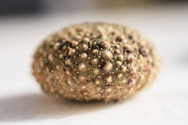 istock Close-Up Of Sea Urchin Without Spines On Marble Surface 1057324814