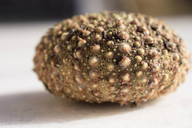 istock Close-Up Of Sea Urchin Without Spines On Marble Surface 1057324844