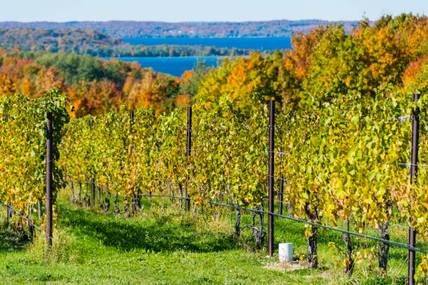 istock Michigan Vineyard on Old Mission Peninsula 1057325516