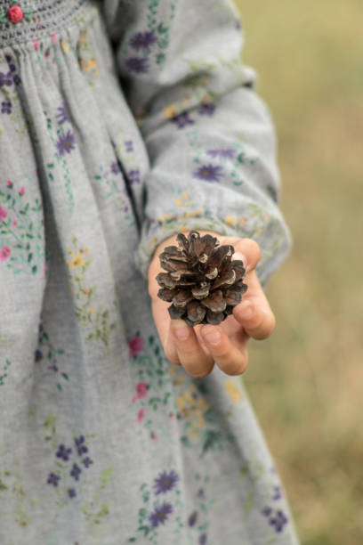 istock Pinecone in the kid's hand. 1057327794