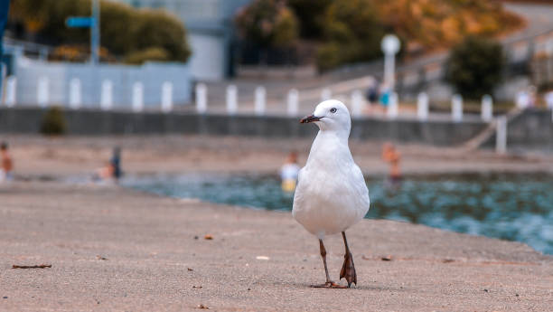 아카로 아 마을, 캔터베리, 남 섬, 뉴질랜드 - akaroa banks peninsula bay sea 뉴스 사진 이미지