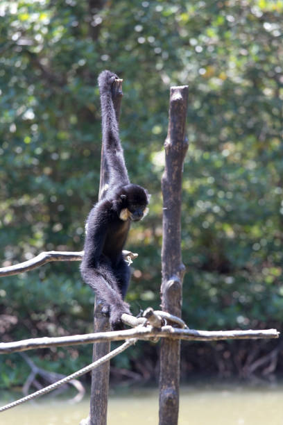 istock male White-cheeked gibbon 1057329788