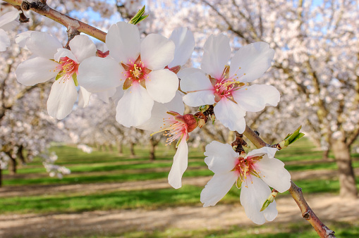 Close-up of almond tree spring time blossoms.\n\nTaken in the San Joaquin Valley, California, USA.
