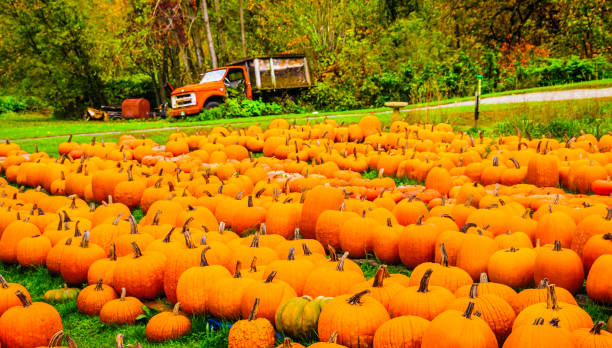 istock Old Truck in the Pumpkin Patch 1057330260
