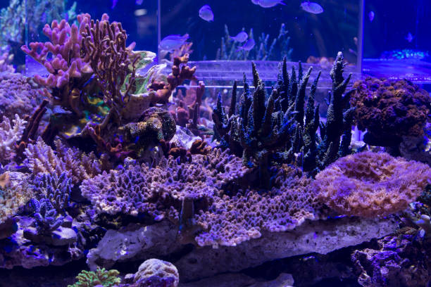 istock Coral reef aquarium 1057330274