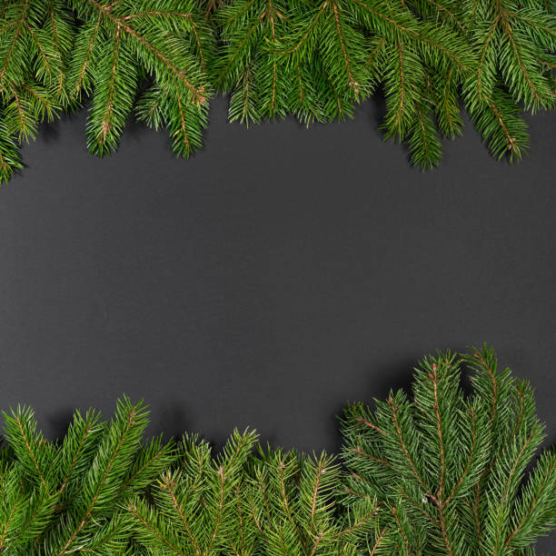 istock On a bleacl background juicy spruce branches, Christmas decorations 1057330734