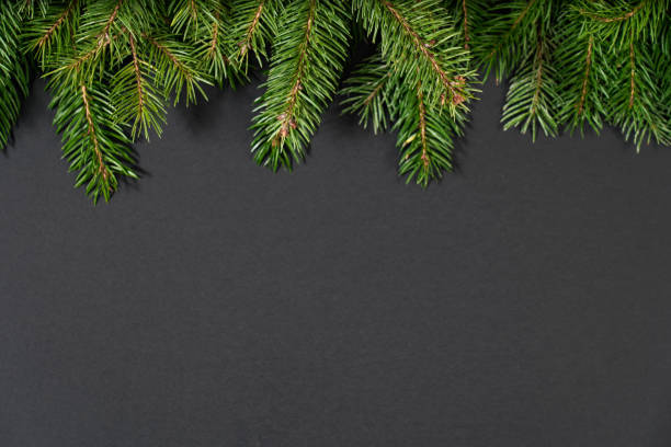 istock On a bleacl background juicy spruce branches, Christmas decorations 1057331012