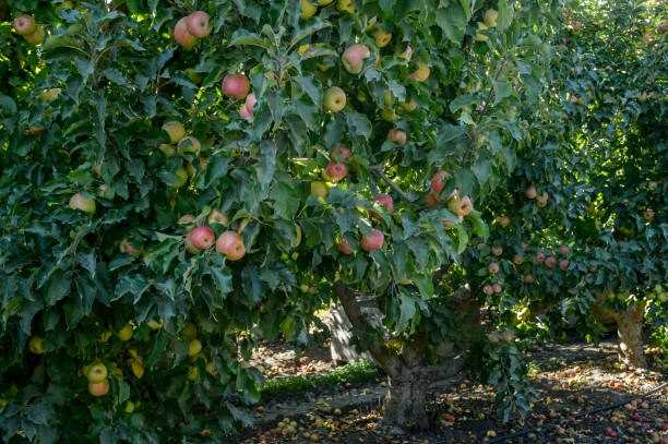 istock Red Delicious Apples Ripening on Trees 1057334716