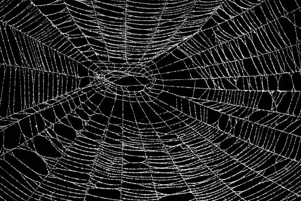 istock Real frost covered spider web isolated on black 1057334788