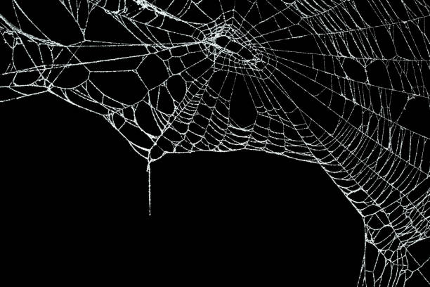 Real frost covered spider web isolated on black Real frost covered spider web isolated on black spider web photos stock pictures, royalty-free photos & images