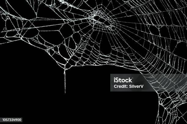 Real Frost Covered Spider Web Isolated On Black Stock Photo - Download Image Now - Spider Web, Cut Out, Spider