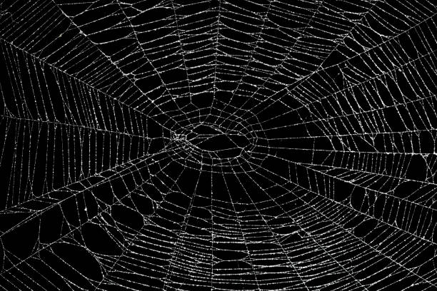 istock Real frost covered spider web isolated on black 1057334916