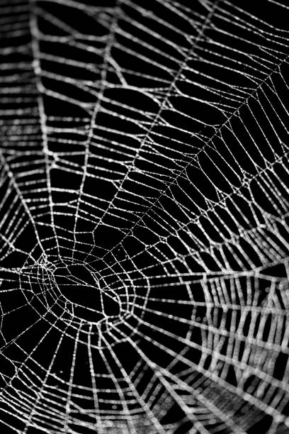 istock Real frost covered spider web isolated on black 1057334930