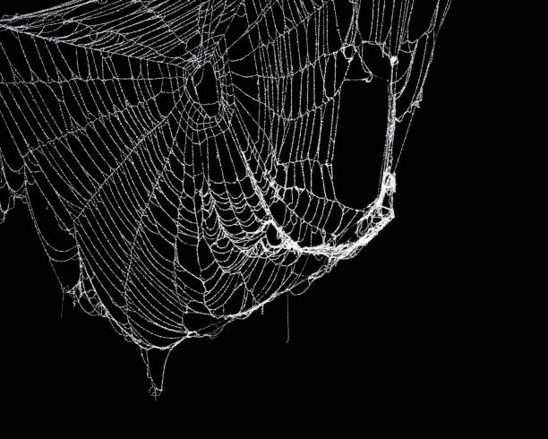 istock Real frost covered spider web isolated on black 1057335004