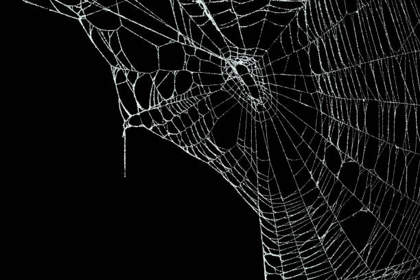 istock Real frost covered spider web isolated on black 1057335018