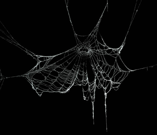 istock Real frost covered spider web isolated on black 1057335022