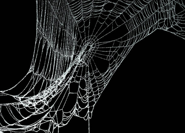 istock Real frost covered spider web isolated on black 1057335032