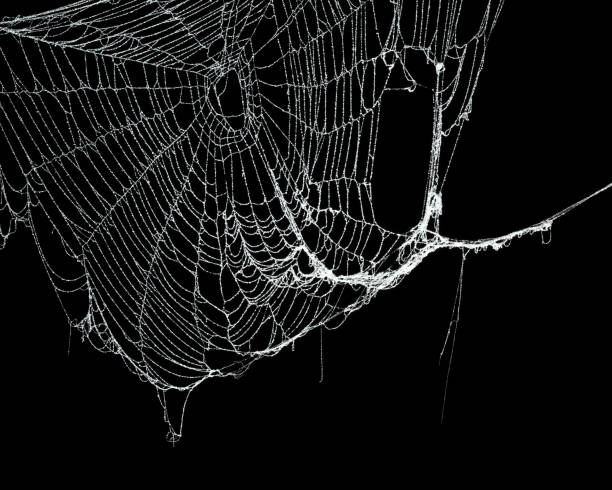 istock Real frost covered spider web isolated on black 1057335046