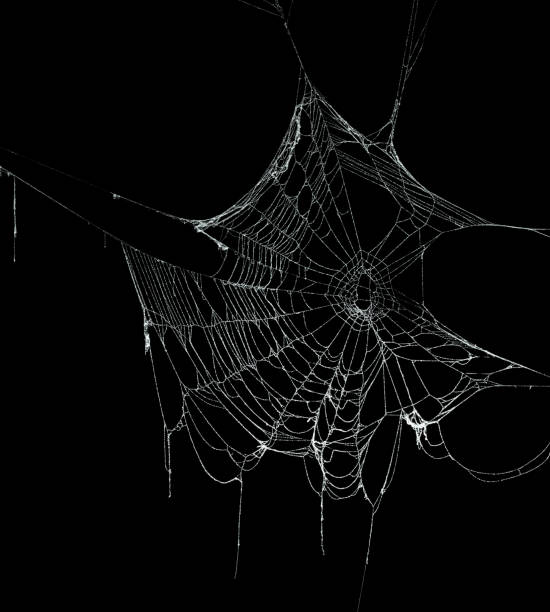 istock Real frost covered spider web isolated on black 1057335074