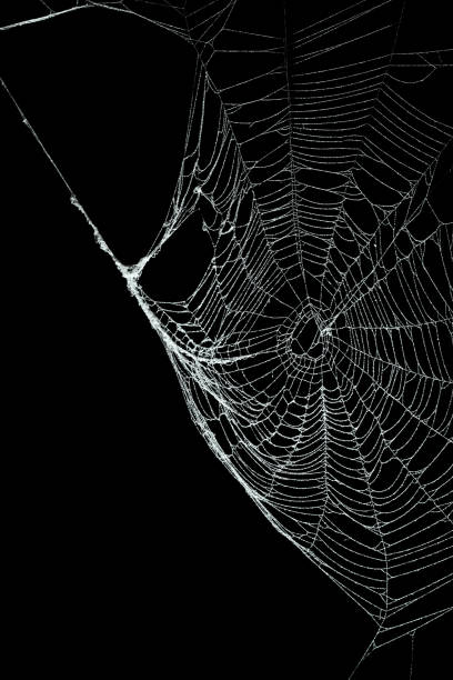 istock Real frost covered spider web isolated on black 1057335114
