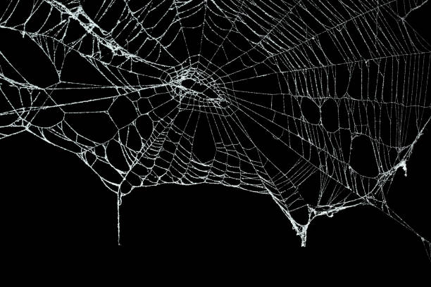 istock Real frost covered spider web isolated on black 1057335122