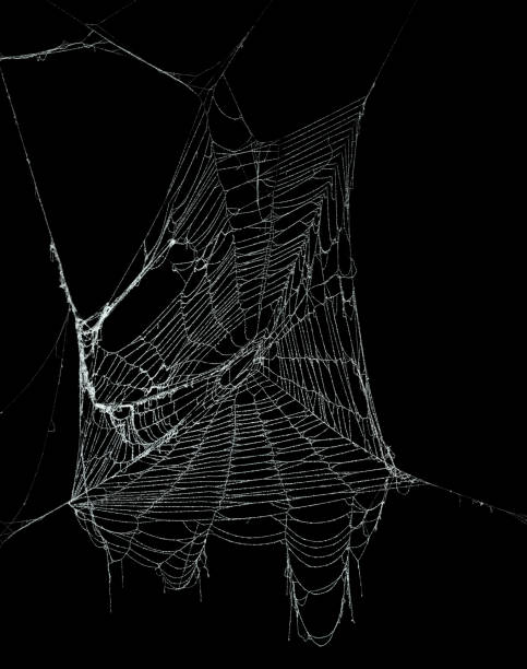 istock Real frost covered spider web isolated on black 1057335142