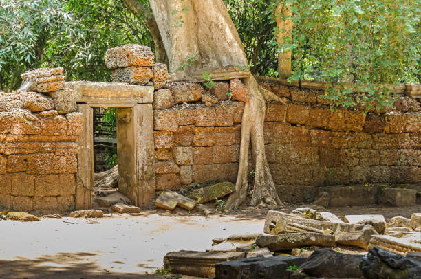 Roots of a spung destroying the walls of the Ta Prohm temple in Angkor Wat, Cambodia Roots of a spung, the famous tree Tetrameles nudiflora, growing in the Ta Prohm temple ruins in Cambodia and destroying its walls hystoric stock pictures, royalty-free photos & images