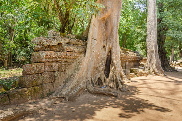 Roots of a spung destroying the walls of the Ta Prohm temple in Angkor Wat, Cambodia Roots of a spung, the famous tree Tetrameles nudiflora, growing in the Ta Prohm temple ruins in Cambodia and destroying its walls hystoric stock pictures, royalty-free photos & images