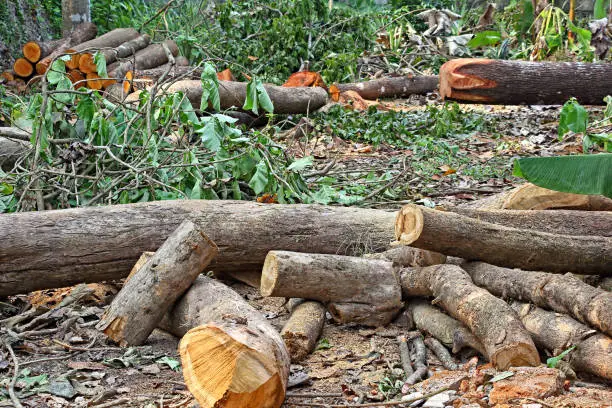 Cut down tree logs and trunks strewn around after deforestation operation of forest area in Kerala, India