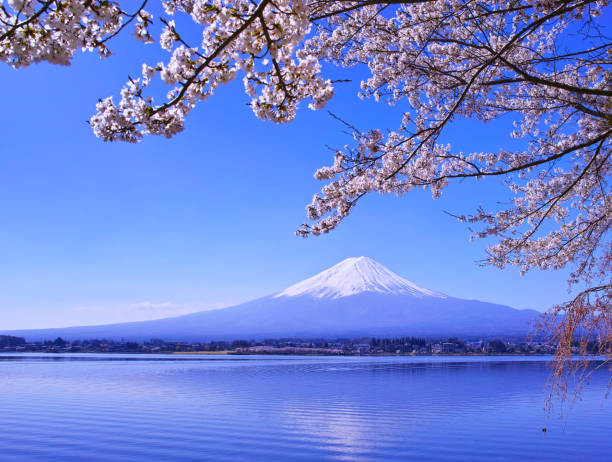 istock Cherry blossoms in full bloom and Mt. Fuji 1057351168