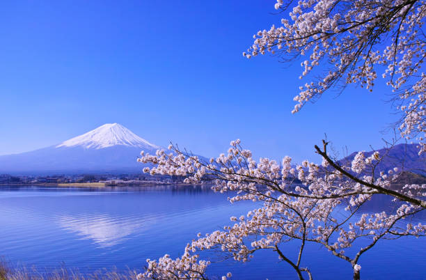 istock Cherry blossoms in full bloom and Mt. Fuji 1057351170