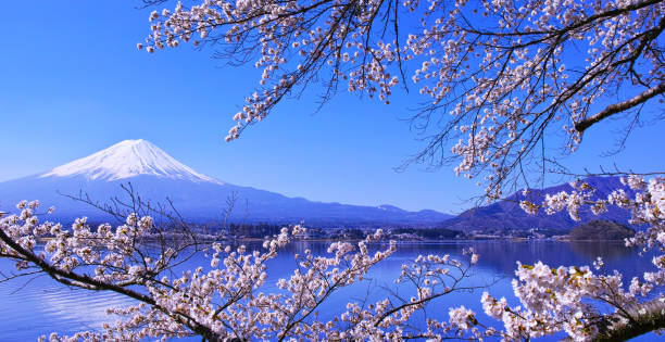 istock Cherry blossoms in full bloom and Mt. Fuji 1057351198