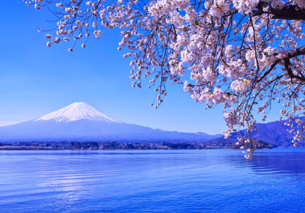 istock Cherry blossoms in full bloom and Mt. Fuji 1057351244