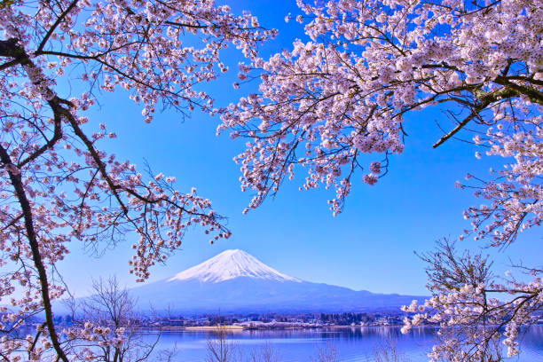 istock Cherry blossoms in full bloom and Mt. Fuji 1057351252