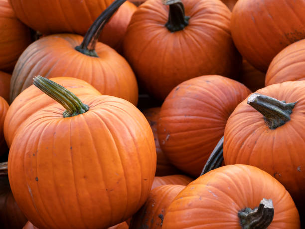 istock Harvest: Heap of Red Pumpkins, Cucurbita maxima 1057351270