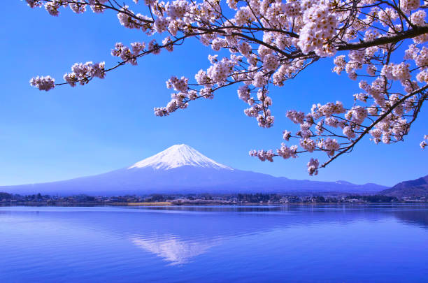 istock Cherry blossoms in full bloom and Mt. Fuji 1057351272