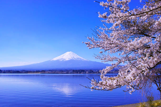 istock Cherry blossoms in full bloom and Mt. Fuji 1057351296