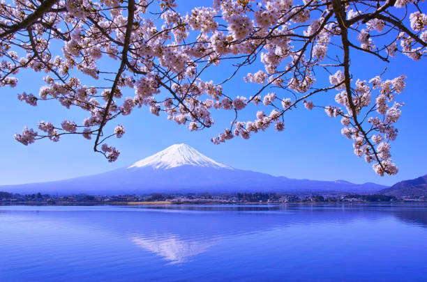istock Cherry blossoms in full bloom and Mt. Fuji 1057351306
