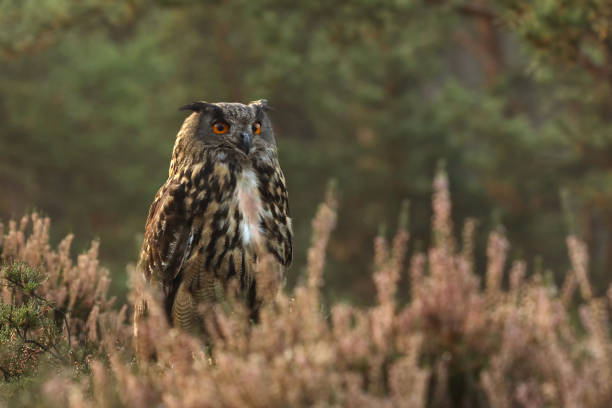 istock Eurasian eagle-owl stay in heather in summer - Bubo bubo 1057351400