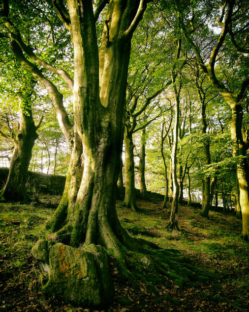 istock tall ancient beech trees in a hillside shadowed green forest with twisted roots in rocky grass covered ground with sunlight shining though dense foliage 1057352980