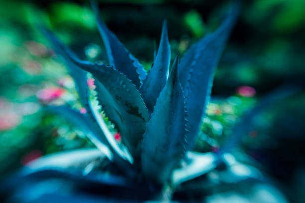 istock Garden, Lensbaby 1057355968