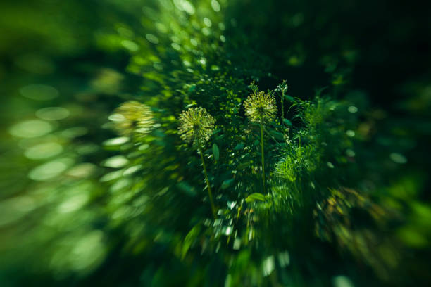 flowerы, landscape, summer