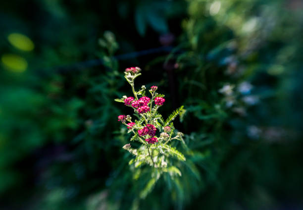 istock Garden, Lensbaby 1057357052