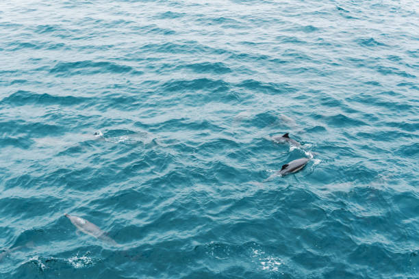 istock Group of dolphins in open ocean. View from boat 1057359746