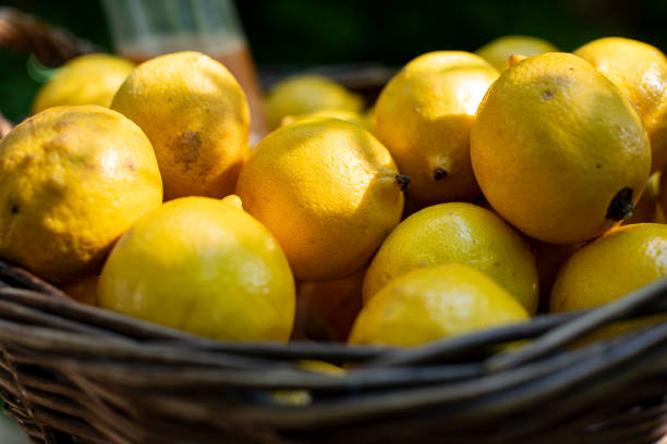 istock A wicker basket full of fresh lemons. 1057365280