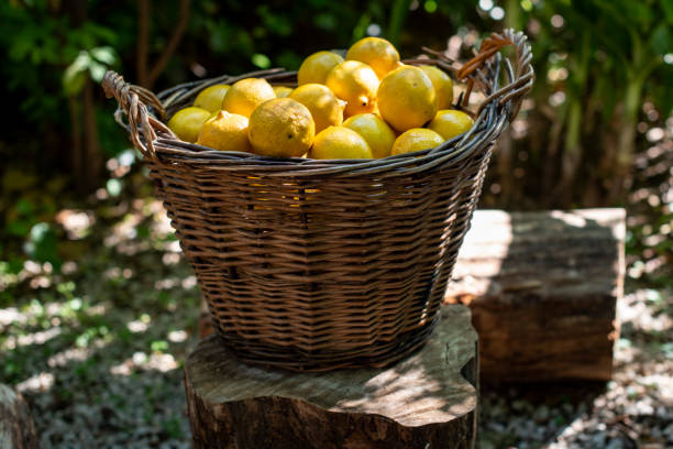 istock A basket full of fresh lemons 1057365290