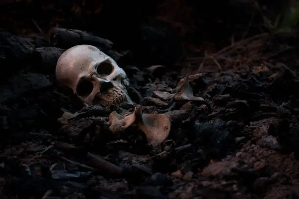 Photo of Skull and bones digged from pit in the scary graveyard which has dim light