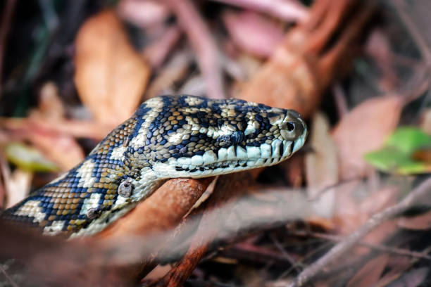 40+ Wild Python In Queensland Australia Stock Photos, Pictures ...