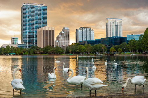 Downtown Orlando, Florida with swans on Lake Eola.