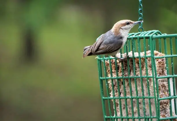 A cute BROWN-HEADED NUTHATCH (Sitta pusilla) perching on green suet feeder enjoy eating and relaxing  on the soft focus background, Spring in GA USA.